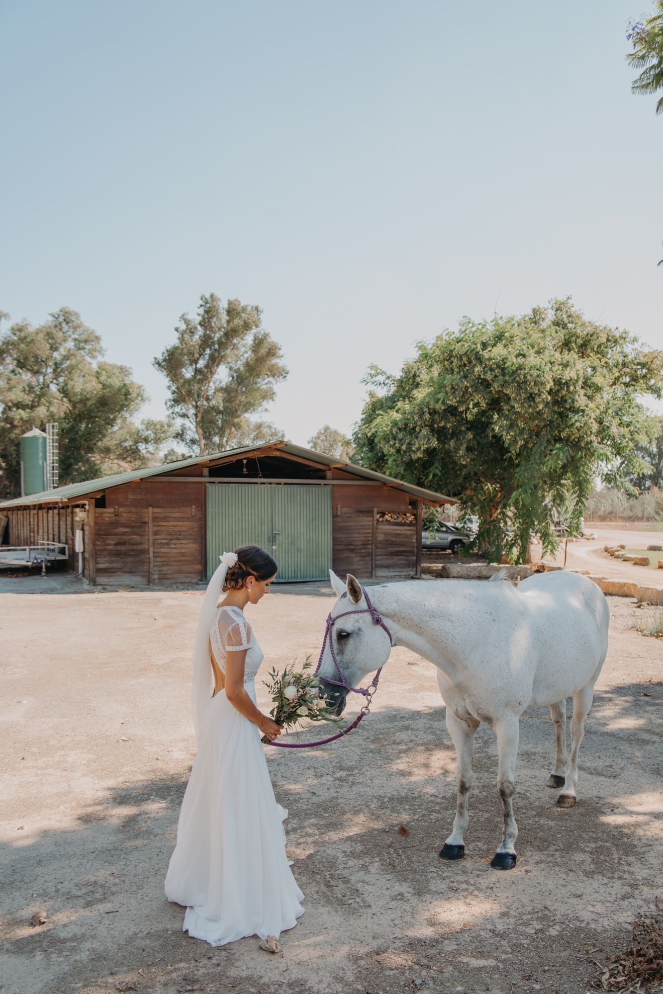 A majestic white horse stands beside a rustic barn on a sunny day.