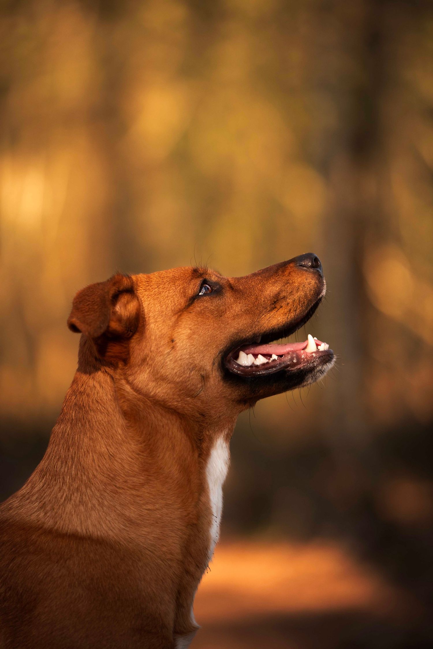 Mooie bruine hond die aandachtig naar zijn baas kijkt, vastgelegd door hondenfotograaf in Gelderland.