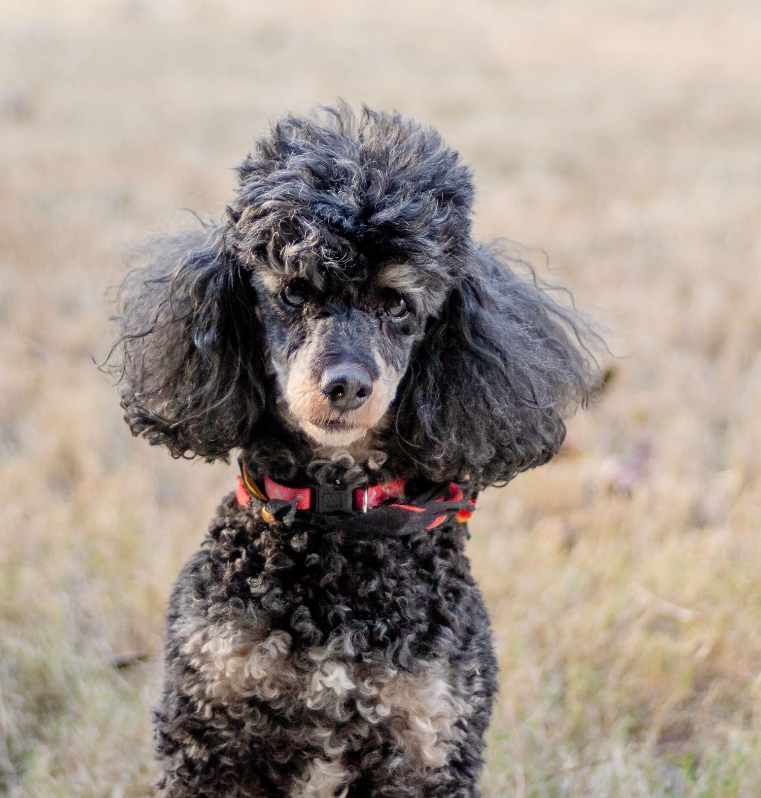 Black toy poodle with curly fur wearing a red collar stands in a brown grassy field against a blurred background. Pet Photography