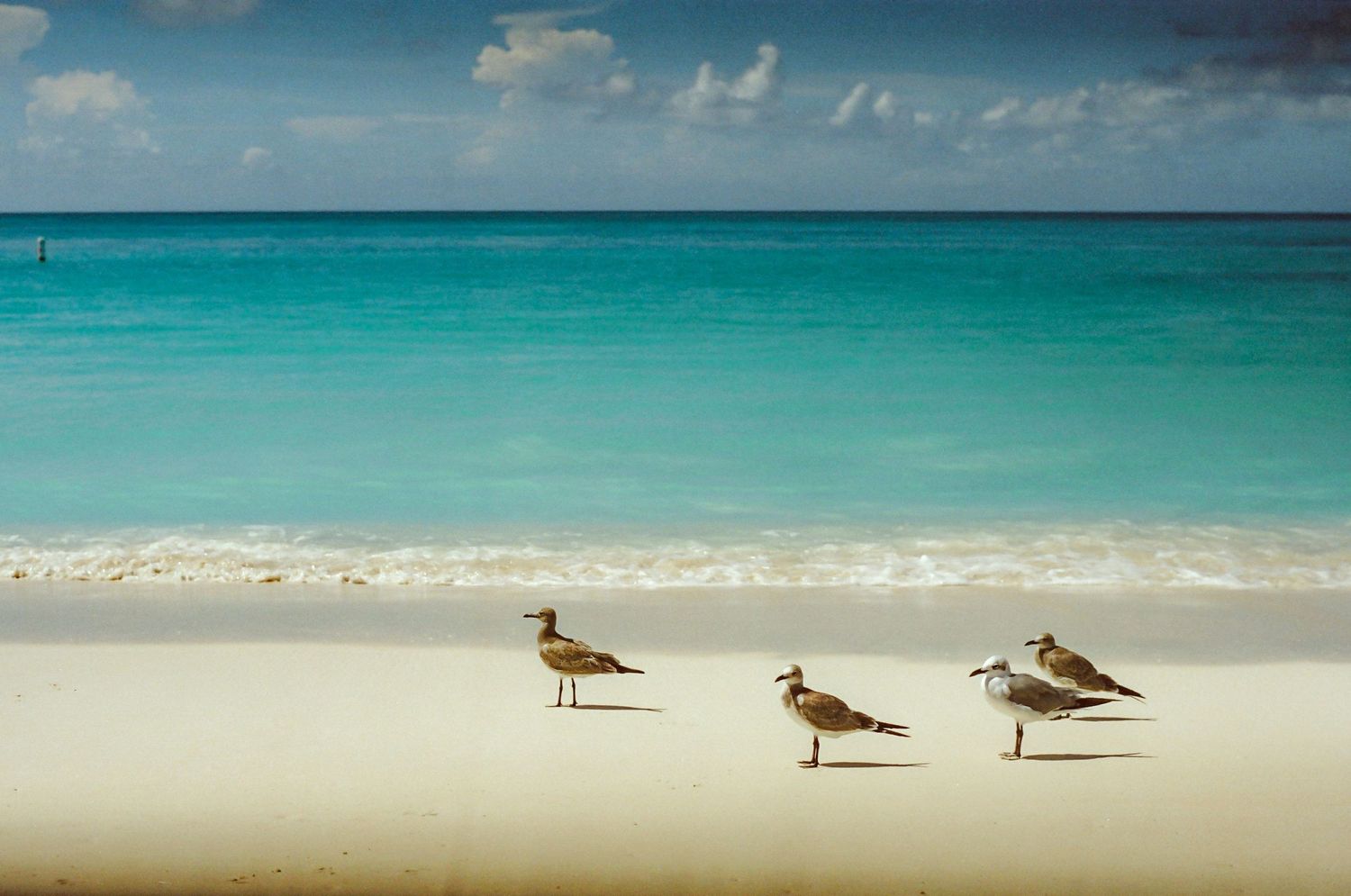 Three seagulls stand on a pristine white sand beach against turquoise Caribbean waters under a bright blue sky.