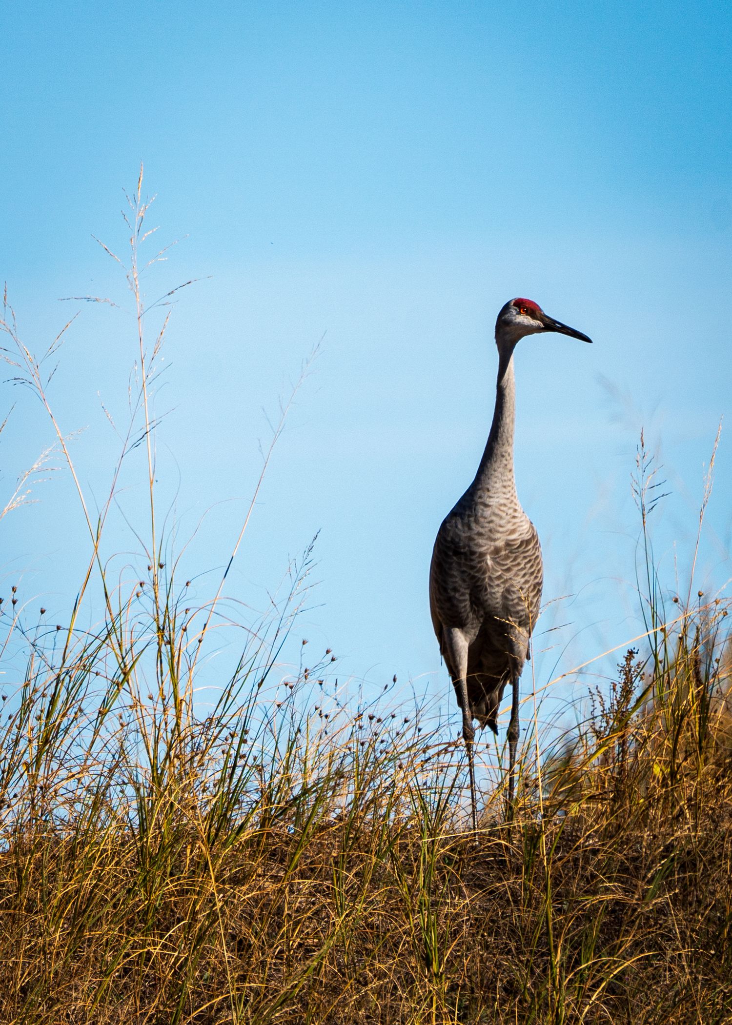 Sandhill Crane Sheboygan, Wisconsin