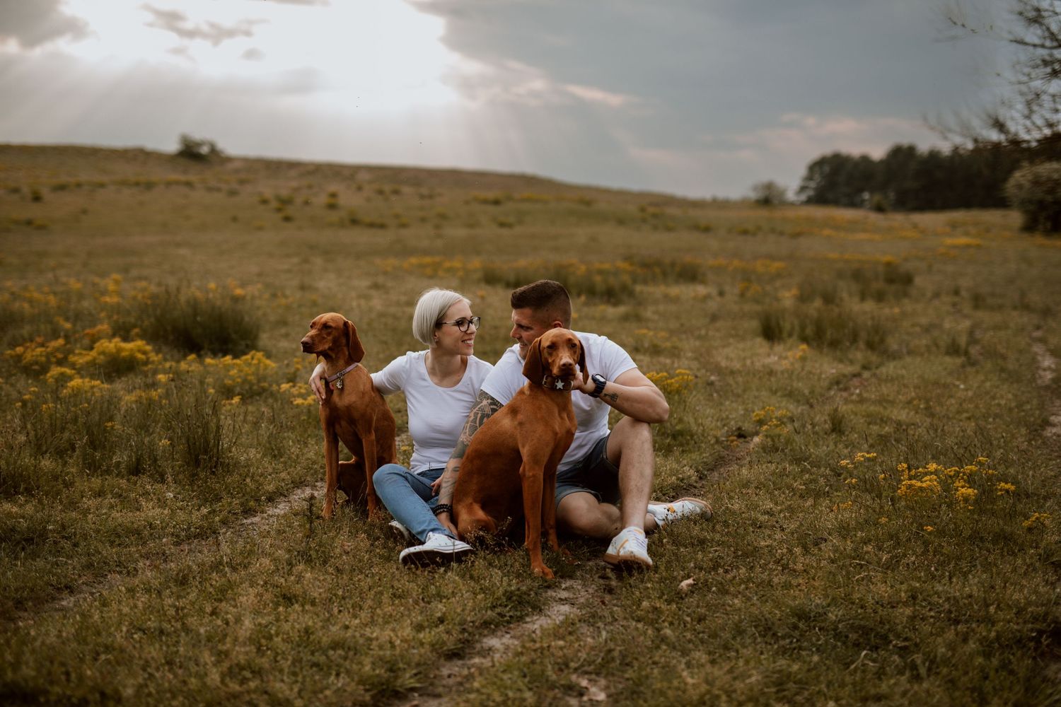 Two Vizsla dogs sit with their owners in a golden field during sunset.