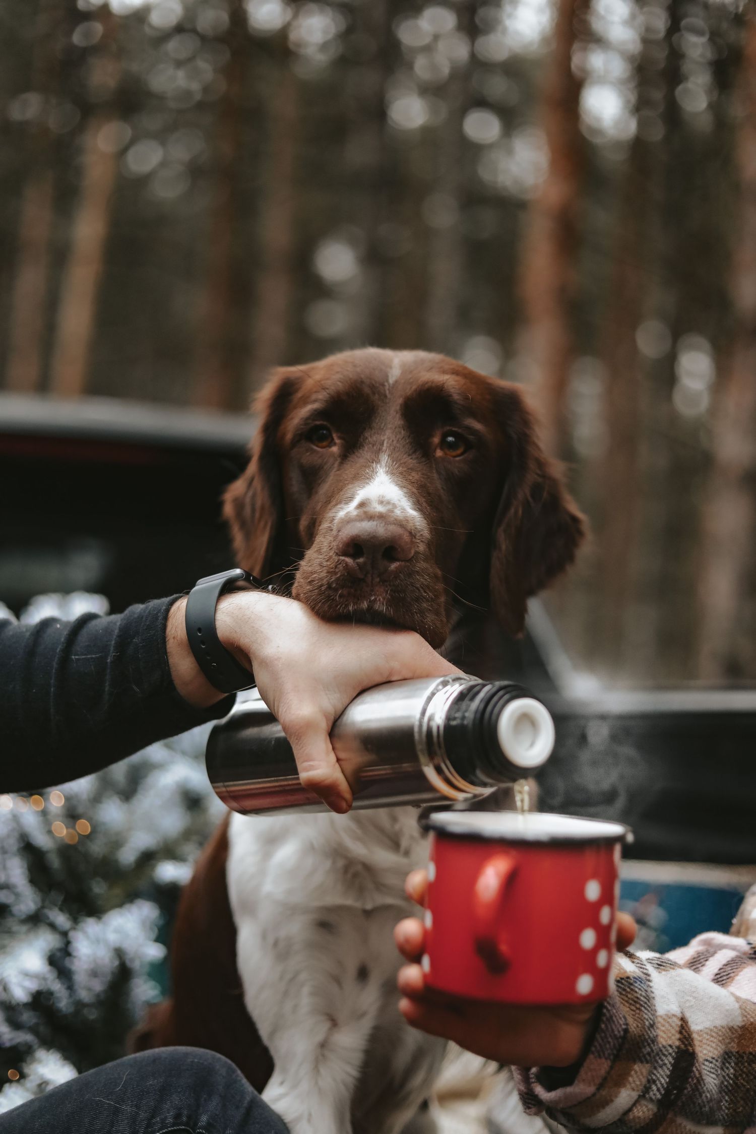 A brown and white hunting dog watches as someone pours from a thermos into red polka dot mugs.