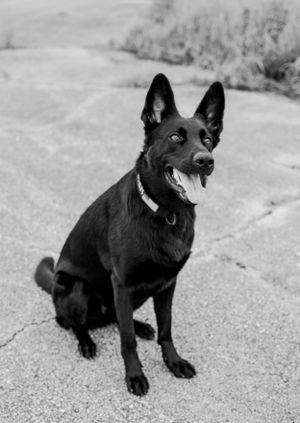 Black and White Black Shephard