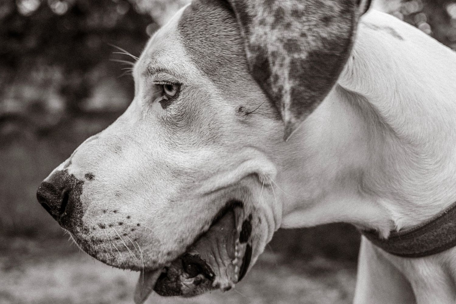 Black and White Great Dane BDAY