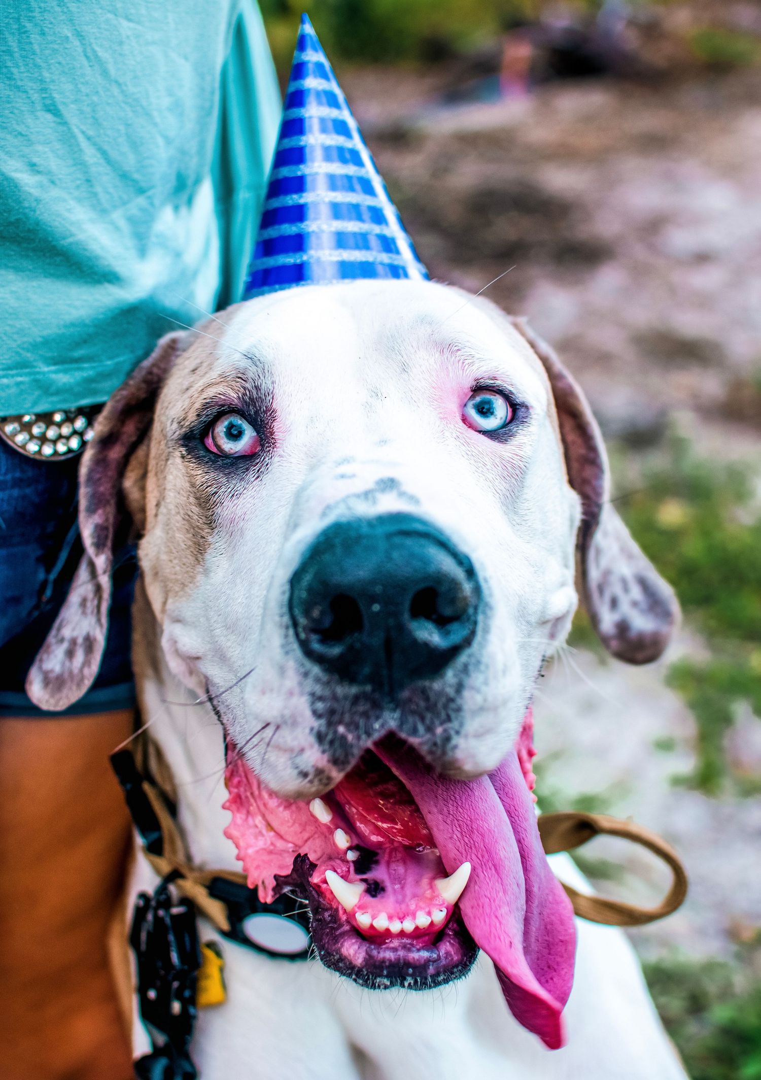Dutton Great Dane Birthday