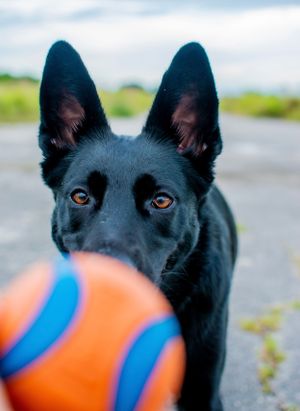 Black Shepherd and Ball