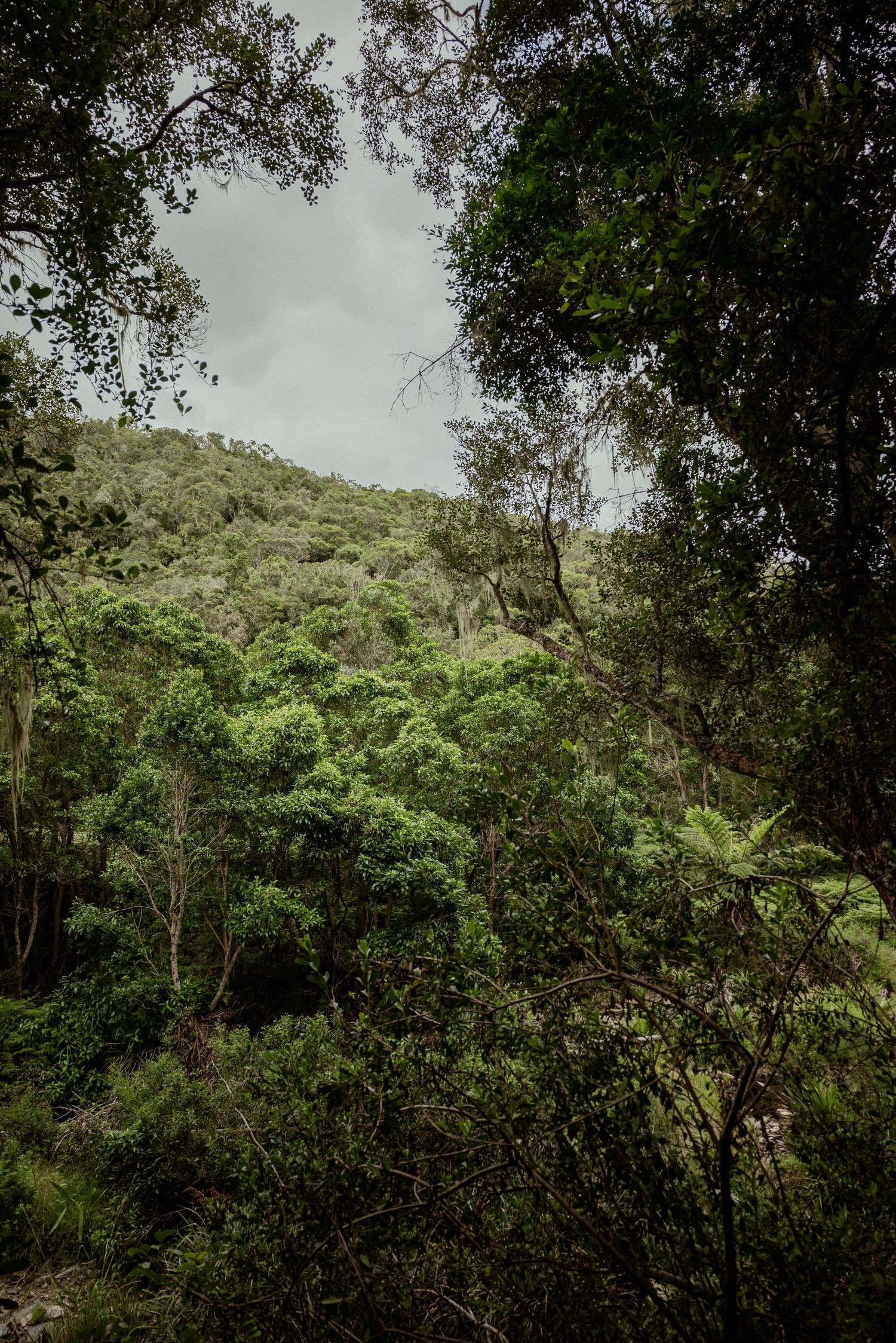 Lush green mountainside forest landscape under overcast skies.