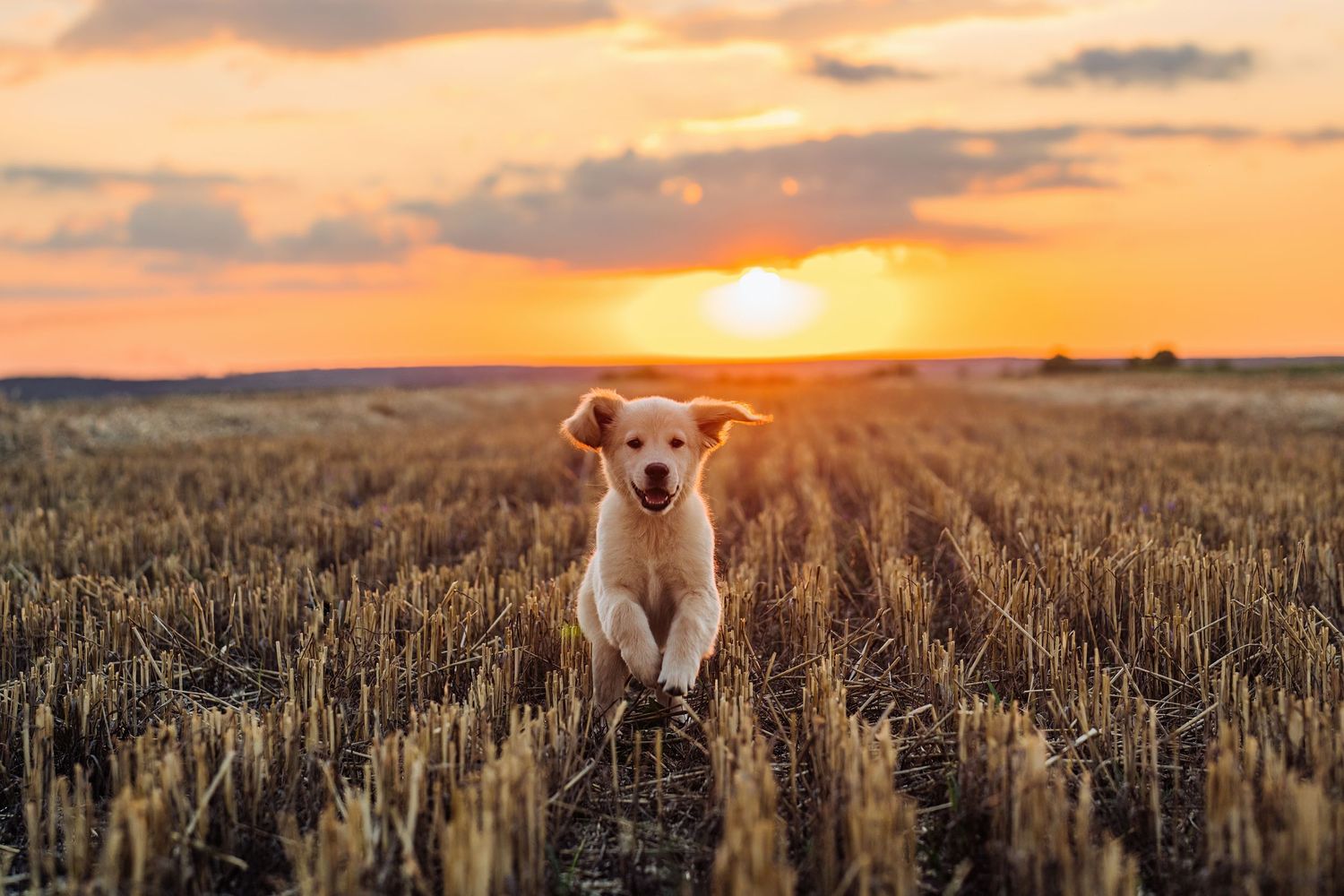 portrait of dog