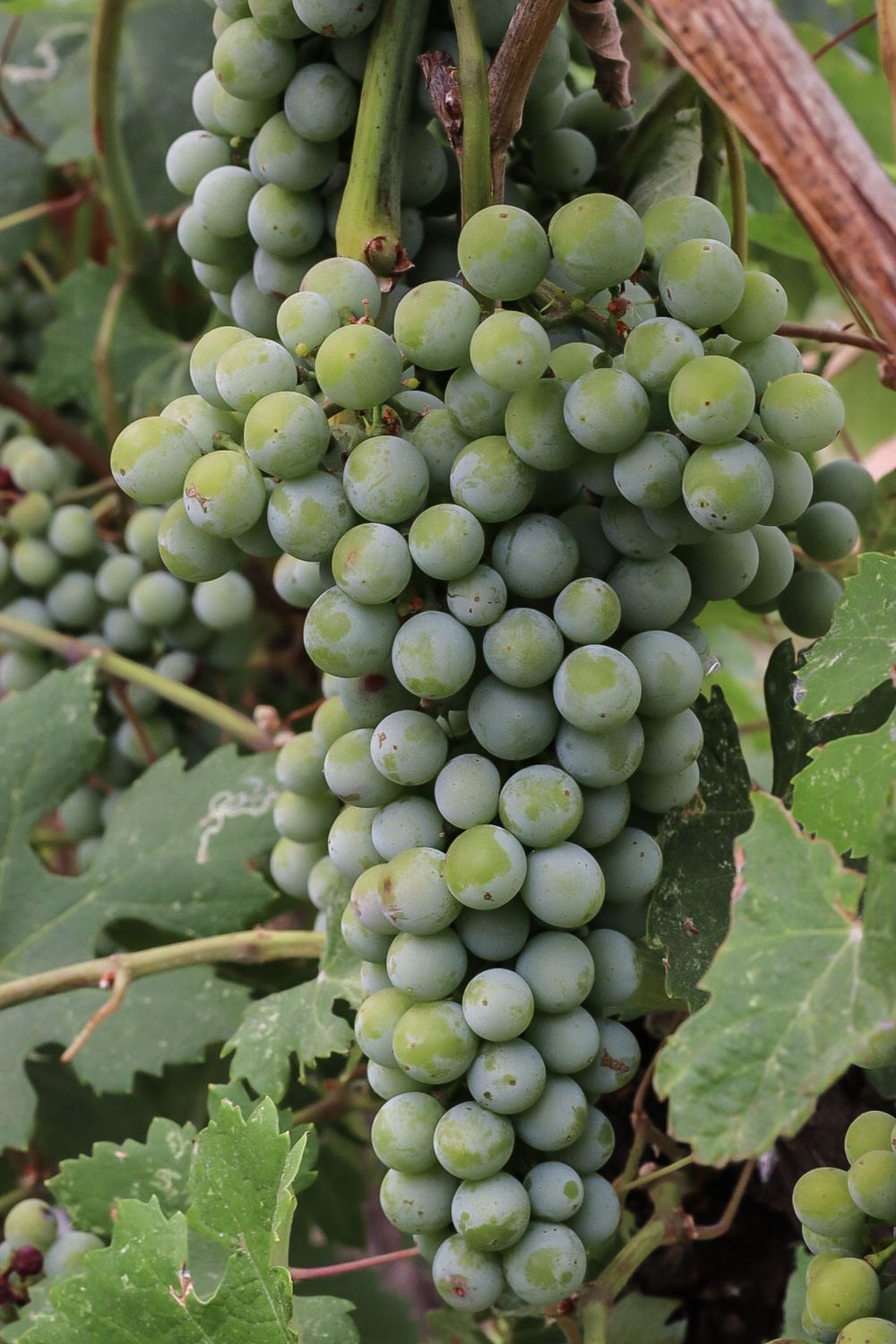 Close-up of fresh green wine grapes growing on the vine with leaves in the background.