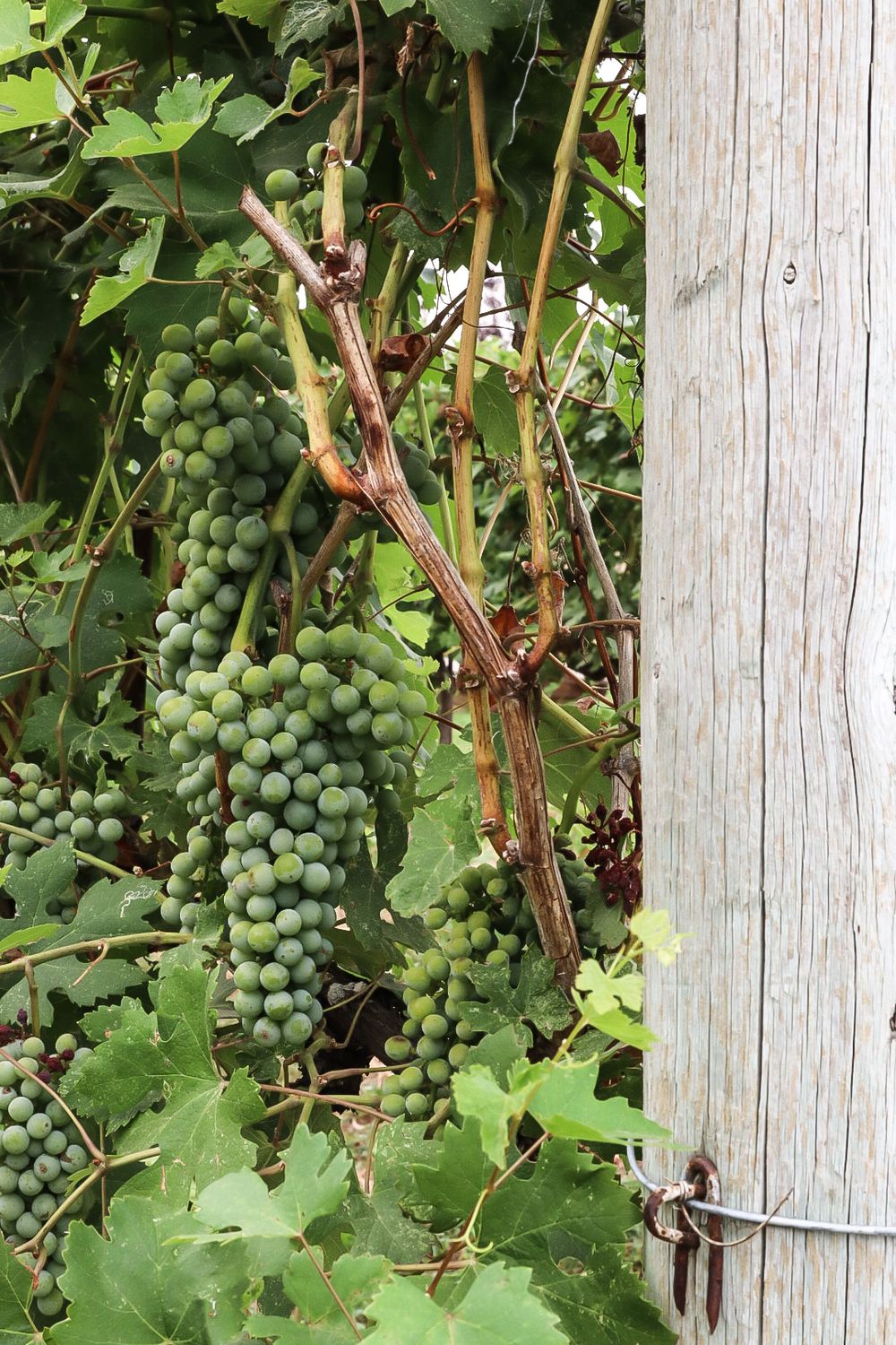 Green grape clusters growing on vines supported by a wooden post.