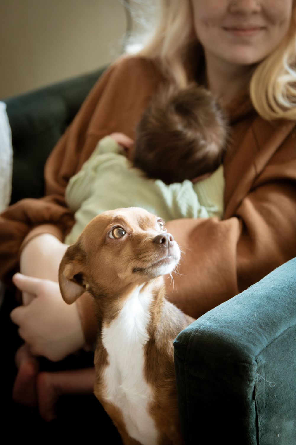 Adorable brown Chihuahua puppy looking up while sitting beside a woman holding a newborn baby on a couch.