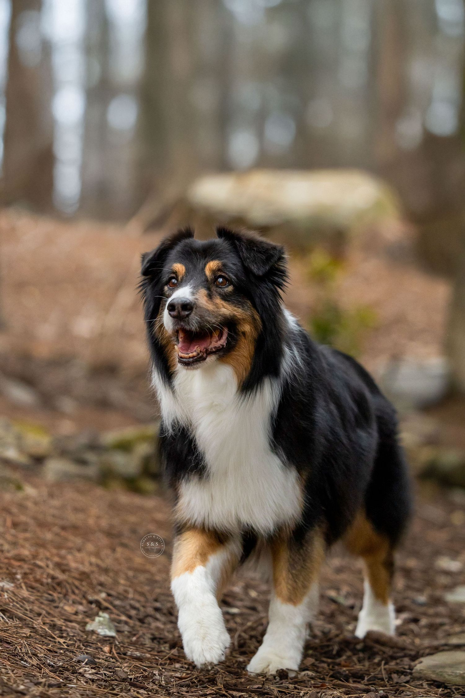Smiling Australian shepherd with tri-colored coat standing on forest trail.