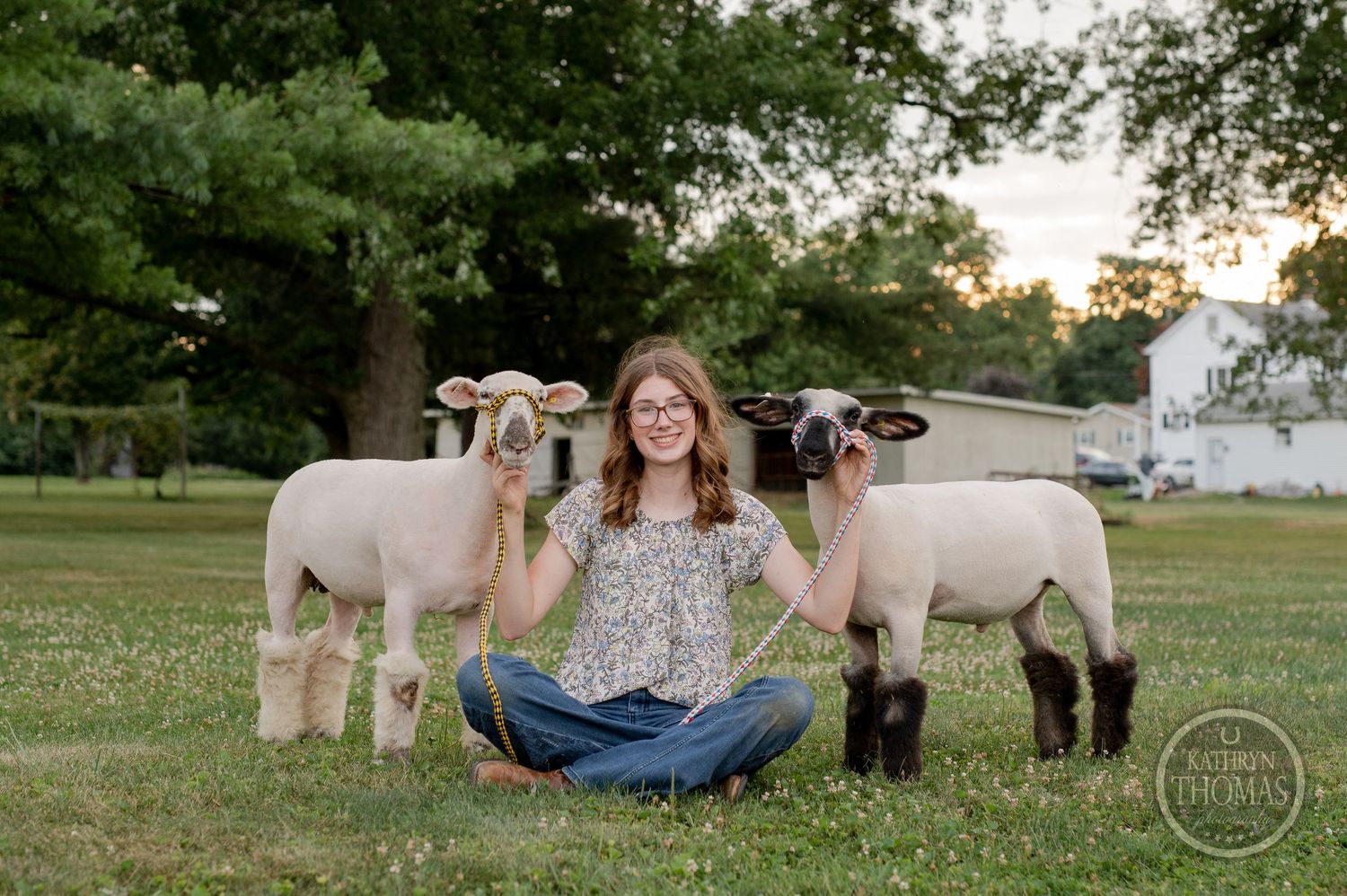 Two show lambs graze while someone sits cross-legged between them in an evening pasture.