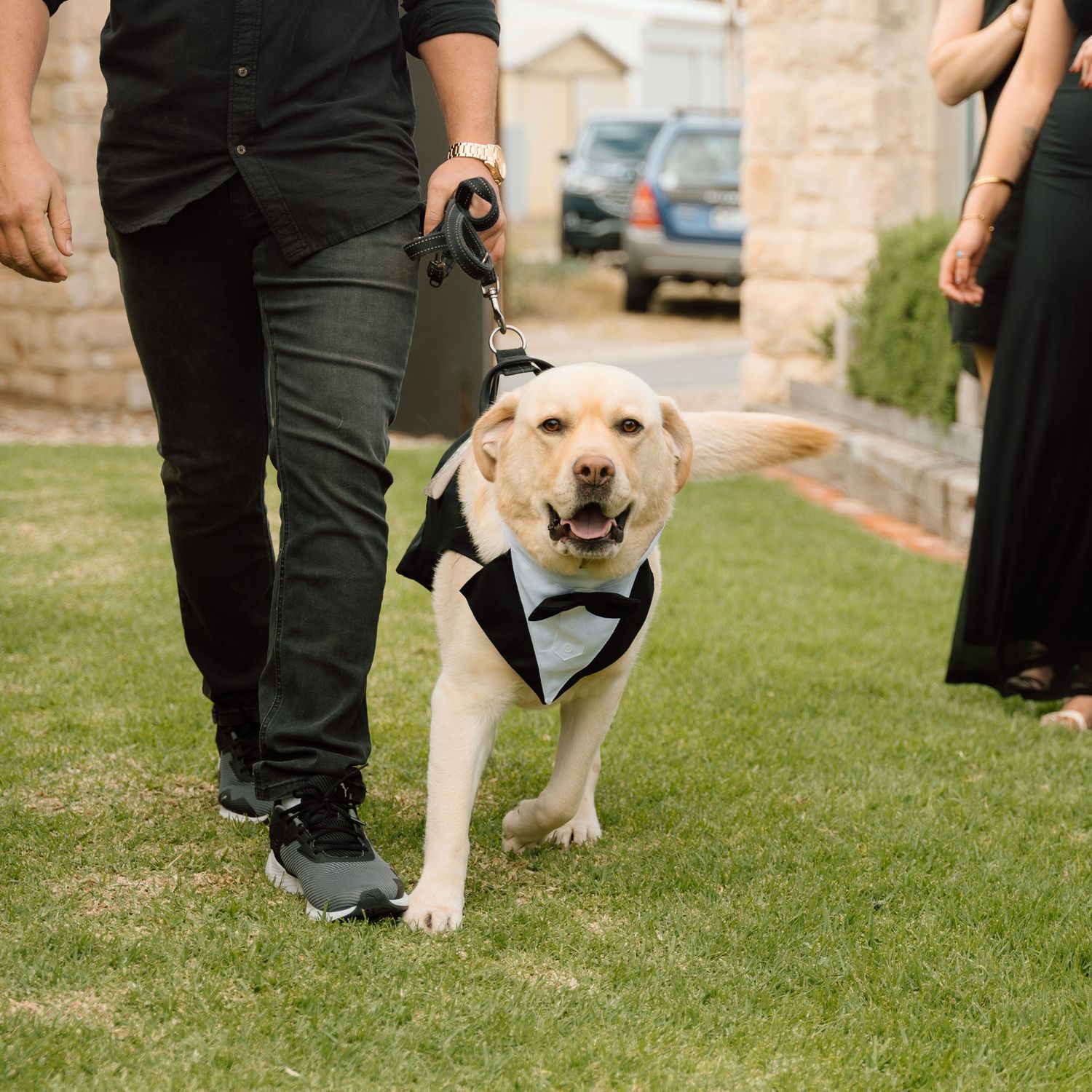 Dogs in formal attire walk across a green lawn during an outdoor event.