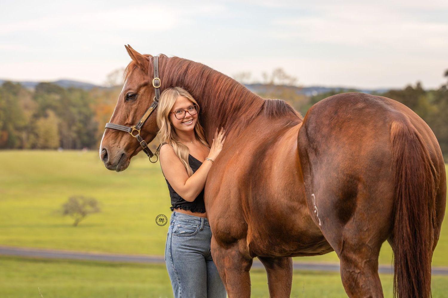 A group of brown horses grazing in a sunny pasture with someone standing nearby.