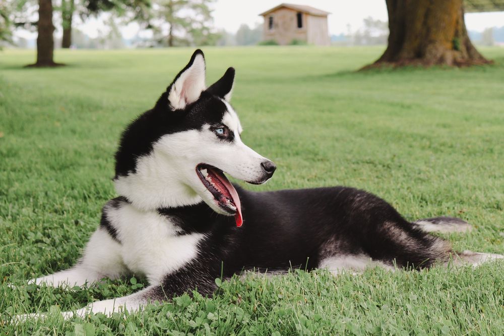 Black and white Siberian Husky dog resting on green grass in a park setting.