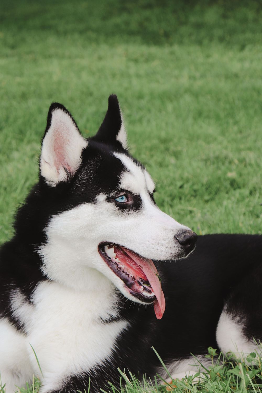 A black and white Siberian Husky with bright blue eyes lies in green grass with tongue out and alert expression.