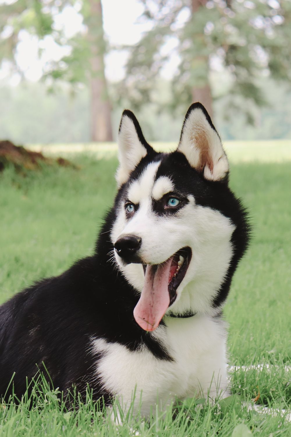A happy Siberian Husky with striking blue eyes lies in green grass, tongue out and alert expression on its black and white face.