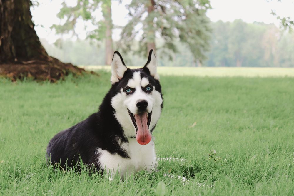 Husky with striking black and white markings lying in grass with mouth open in a playful expression.