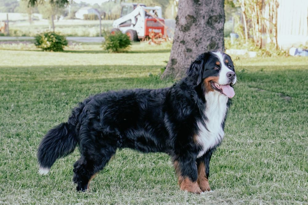 A Bernese Mountain Dog runs and plays in a grassy field on a sunny day.