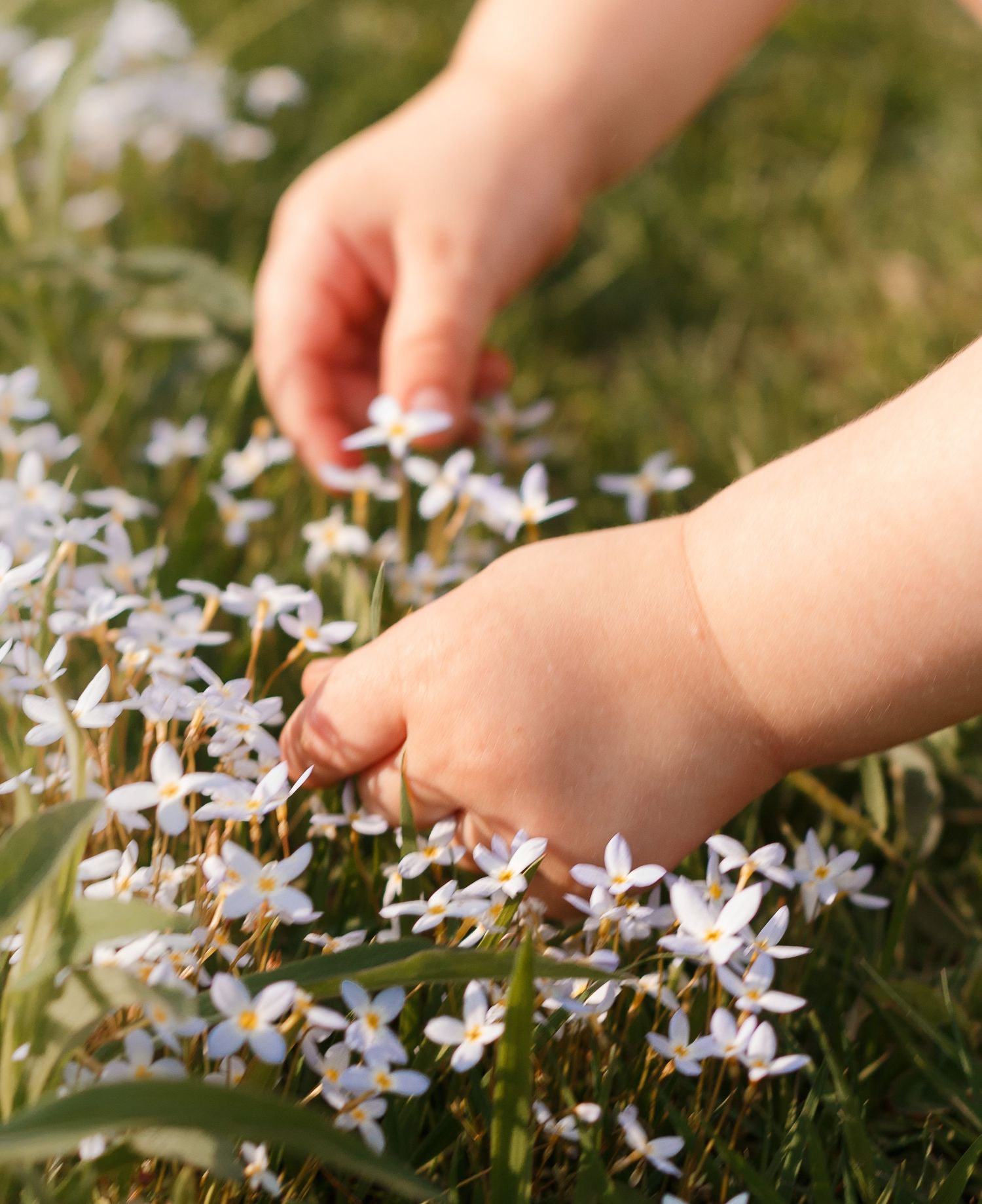Small hands gently touching delicate white spring flowers blooming in green grass on a sunny day.