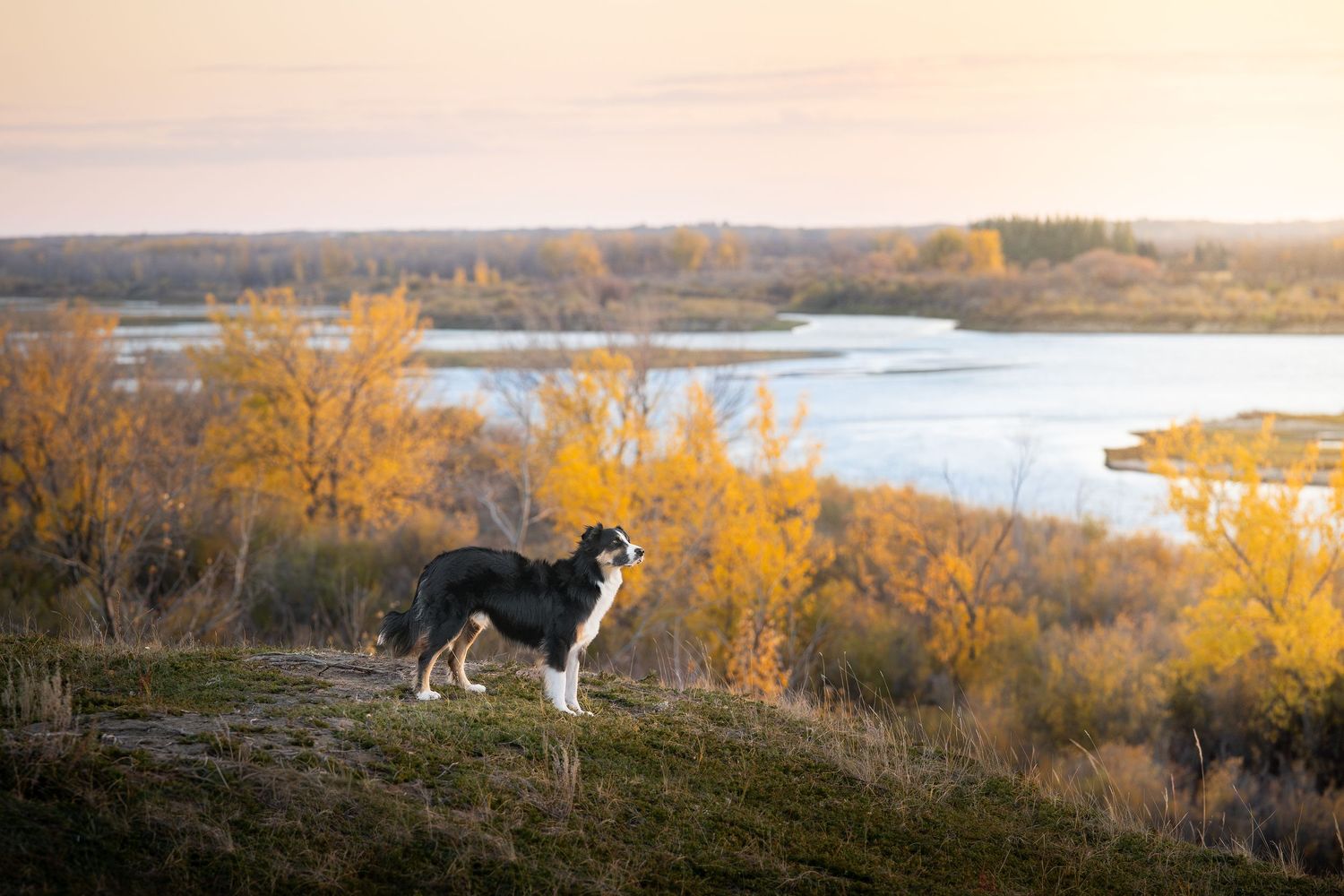 Border collie dog stands on hilltop overlooking autumn lake landscape with golden trees at sunset.
