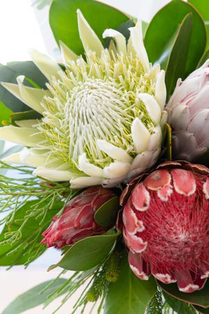 red and white Protea bouquet, detail photography