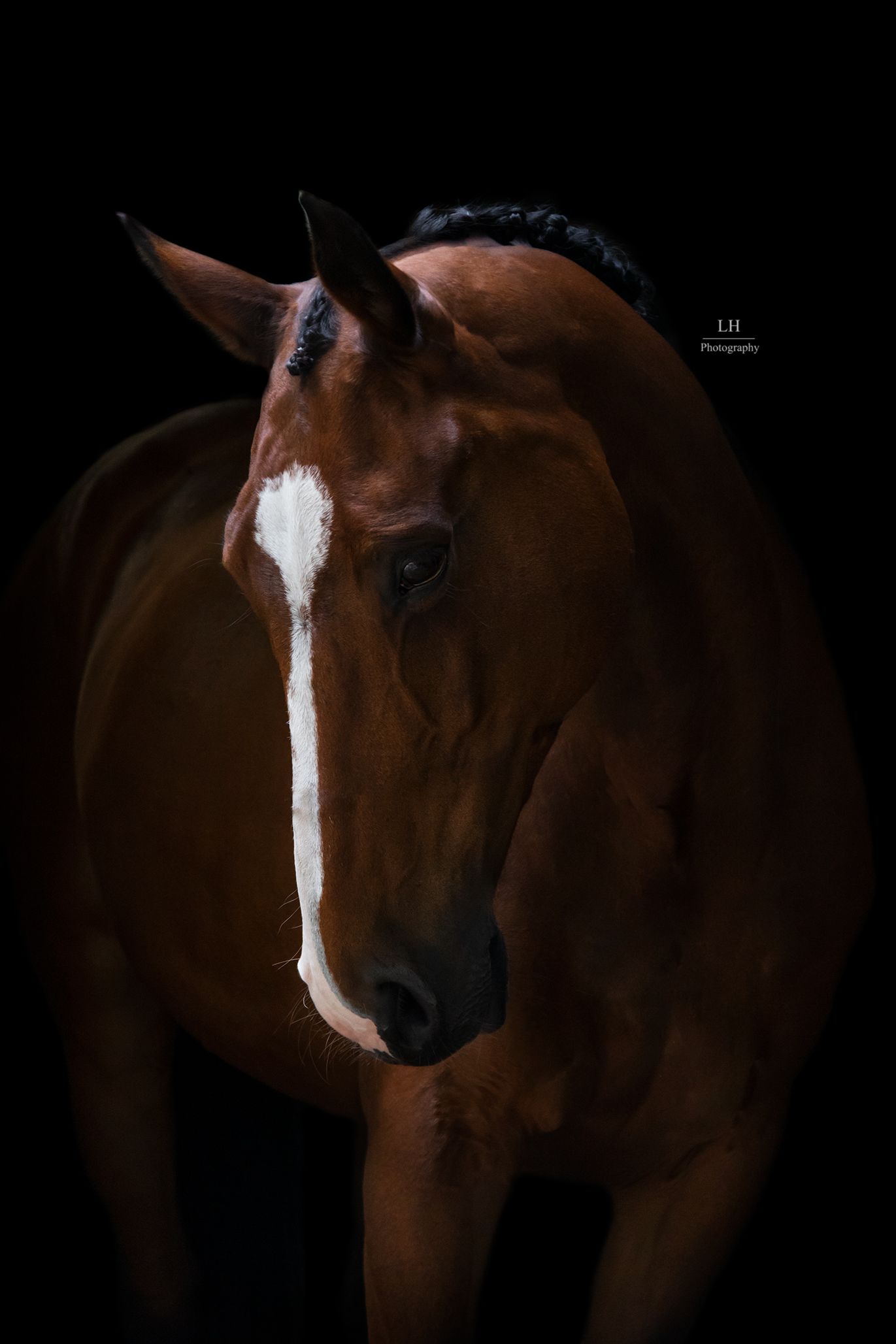 Liefdevolle paardenfotografie Twente - LivHoomansPhotography