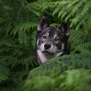 Gray wolf peers through lush green ferns in a dense forest setting, creating a mysterious and dramatic wildlife portrait.