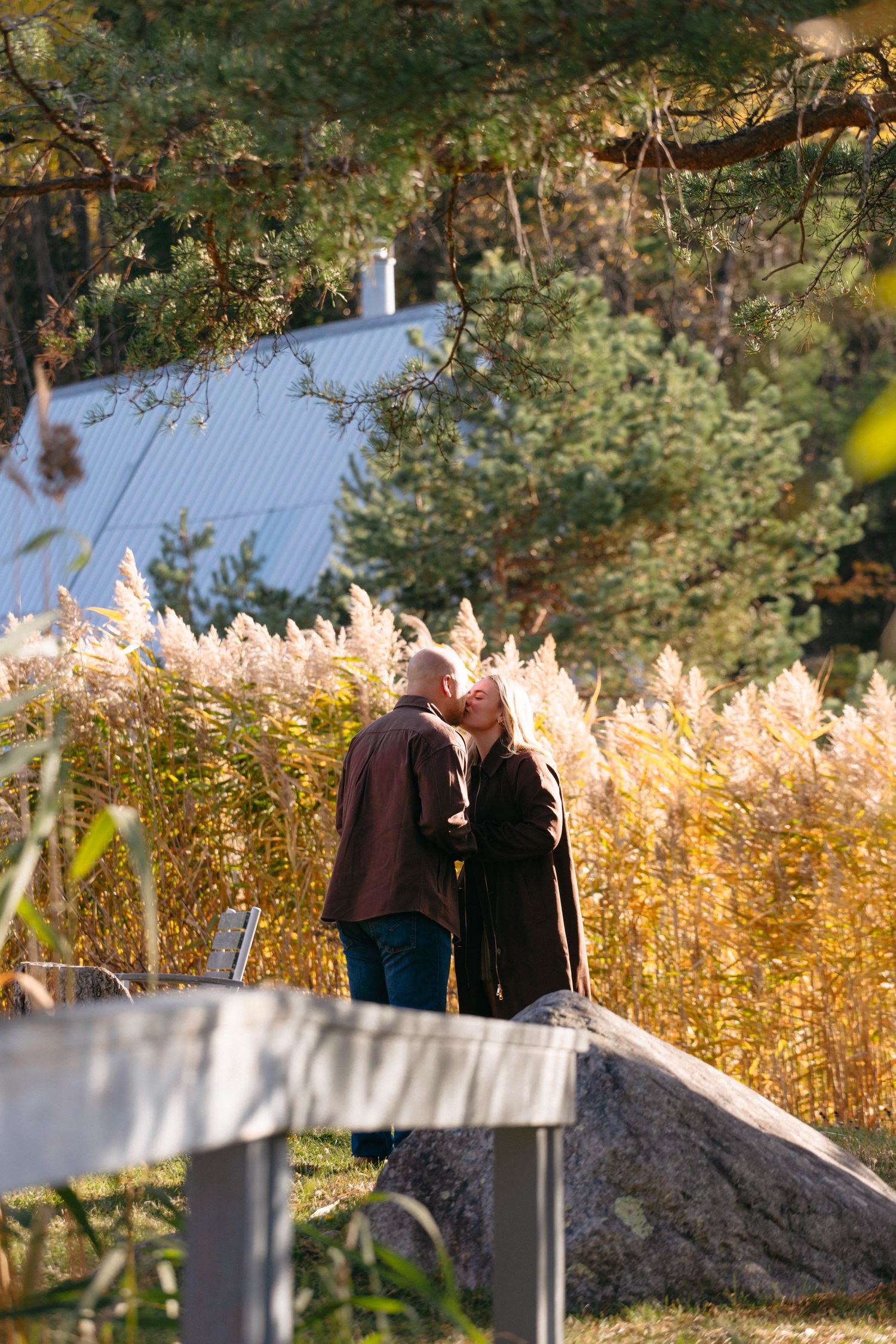 Autumn scene with tall golden reeds and trees swaying in the breeze along a white fence.