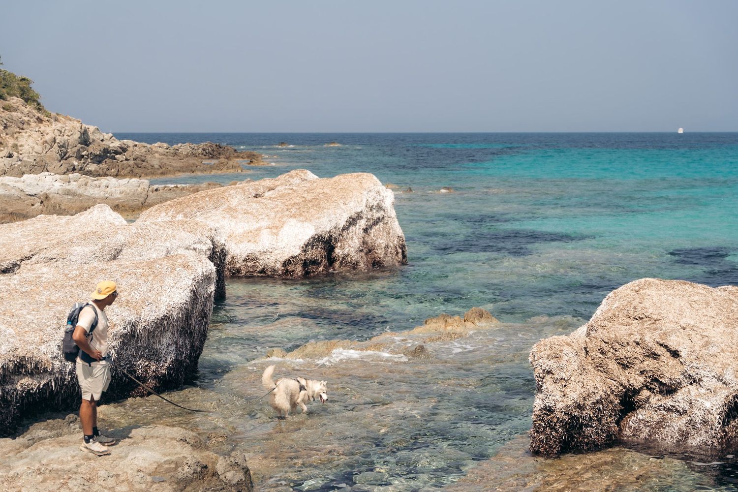 chien qui se baigne dans une crique à la plage de saleccia en corse