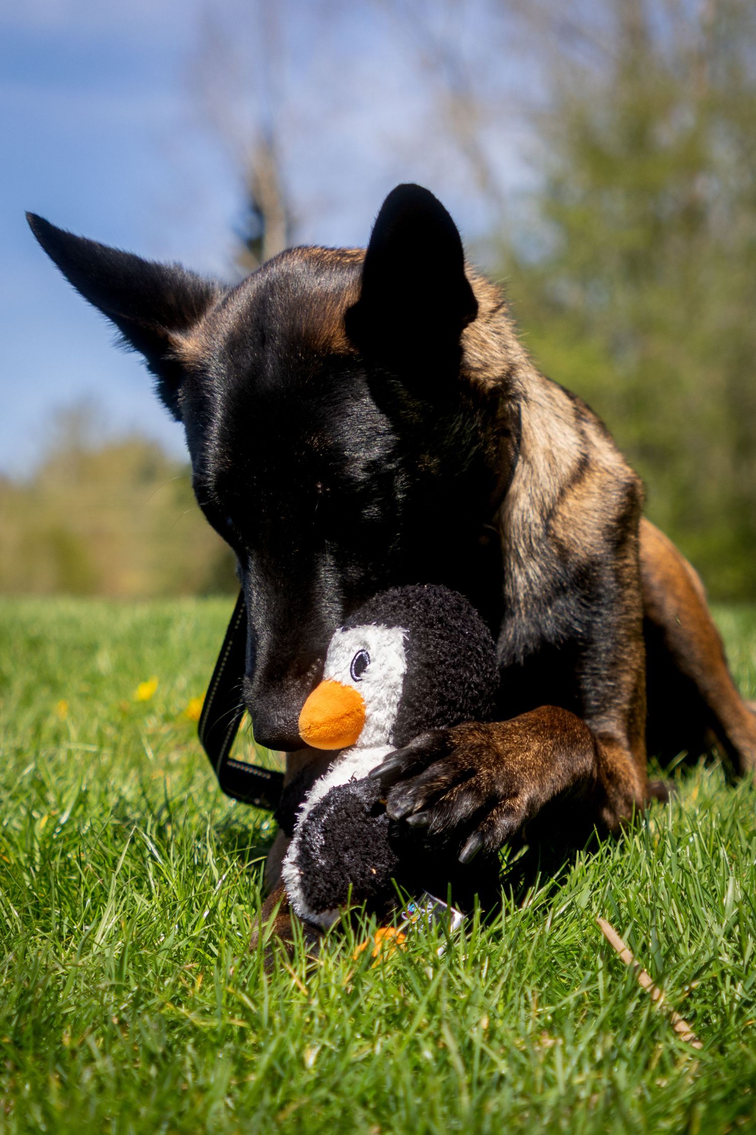A playful black cat lying in green grass chases after an orange toy ball in a series of action shots.