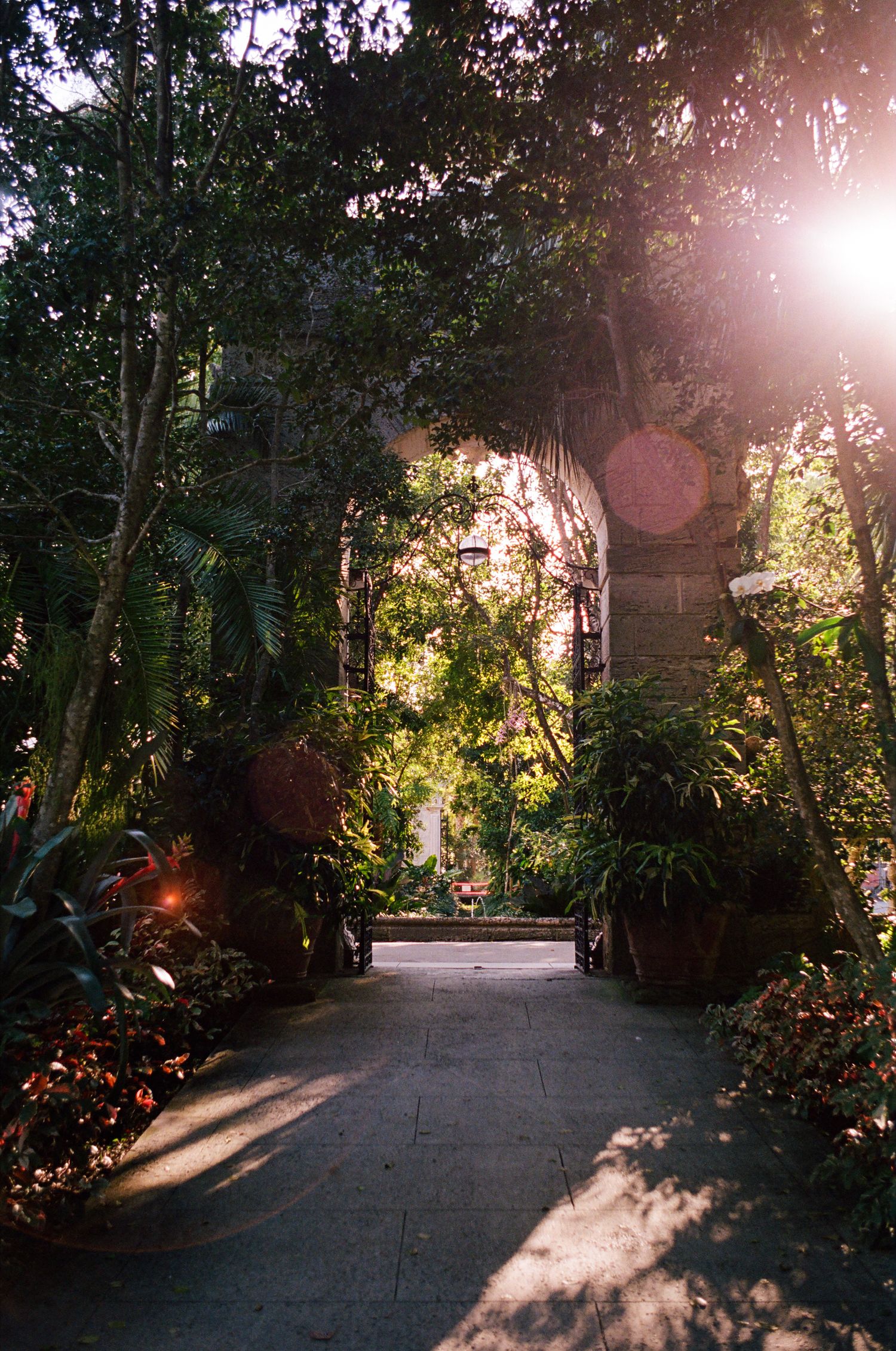Sunlit garden path with lush tropical plants and dappled light filtering through the trees creating a magical atmosphere.