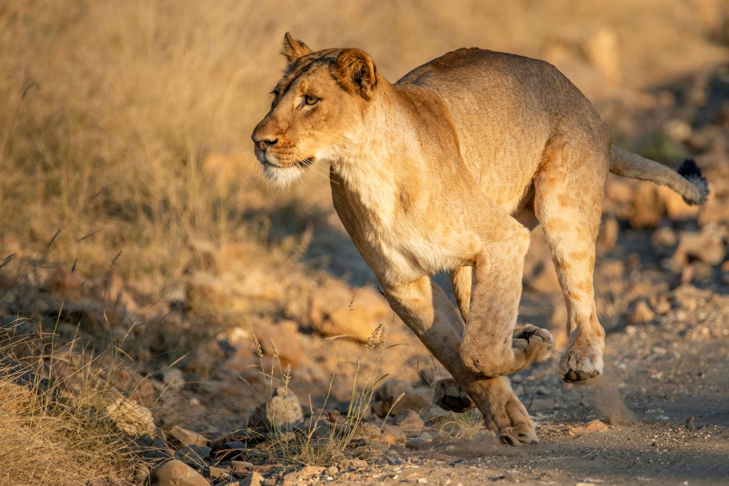 Majestic lioness striding purposefully across sun-drenched African savanna during golden hour.