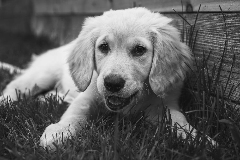 Black and white image of a puppy laying in the grass, and chewing on a blade.