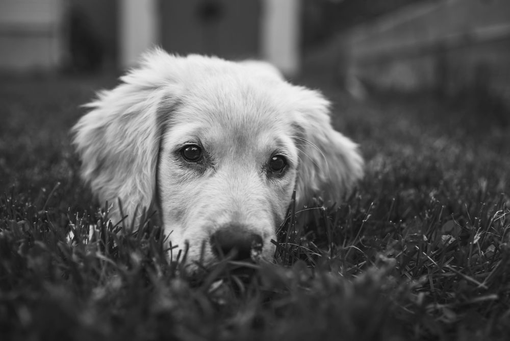 Black and white close up image of a puppy retriever laying in the grass.