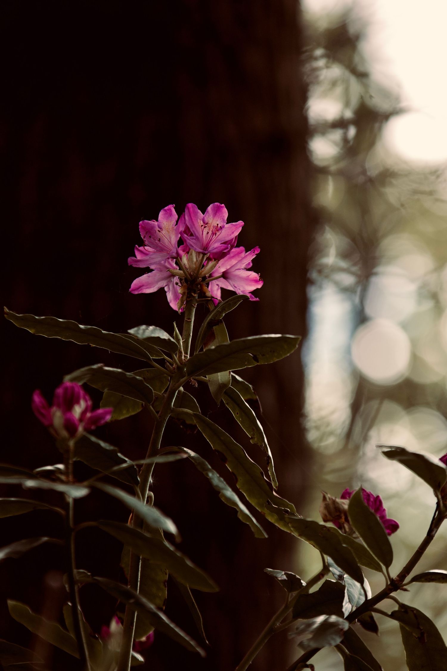 flower photography in southport