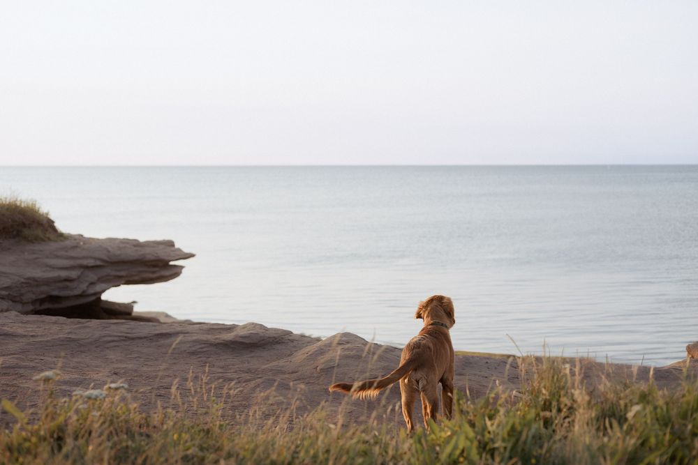 dog on rocky cliffs overlooking the ocean New Brunswick vacation photography, East coast vacation photography sessions couples travel photos