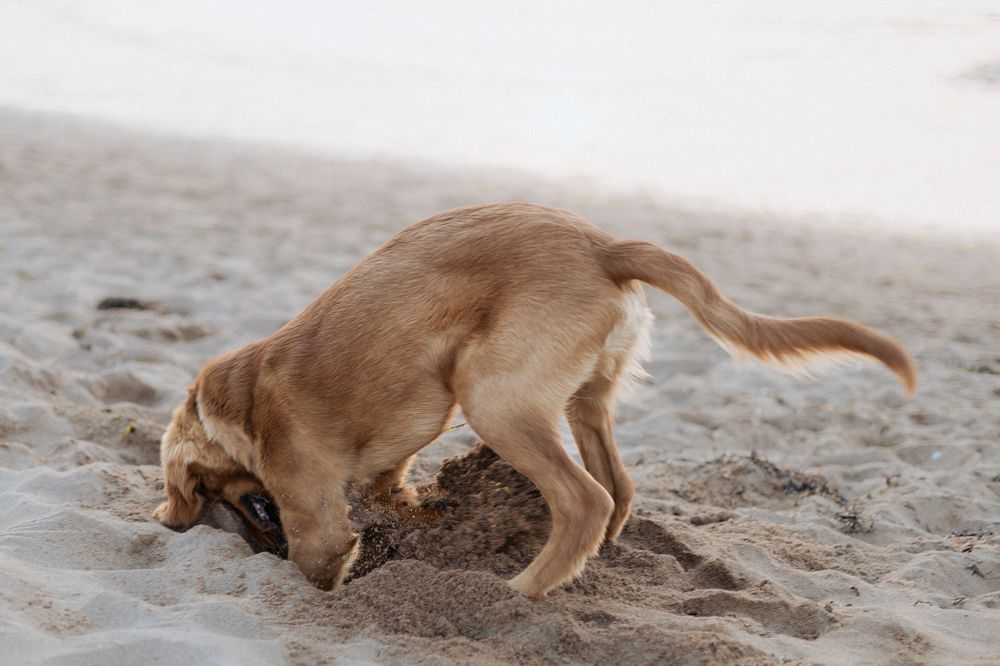 dog playing in the sand first time at the beach vacation photography Moncton photographer Alma New Brunswick, PEI vacation photographer