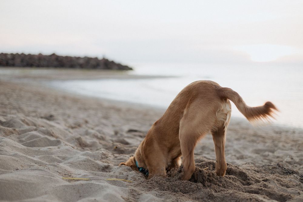 dog playing in the sand first time at the beach vacation photography Moncton photographer Alma New Brunswick, PEI vacation photographer
