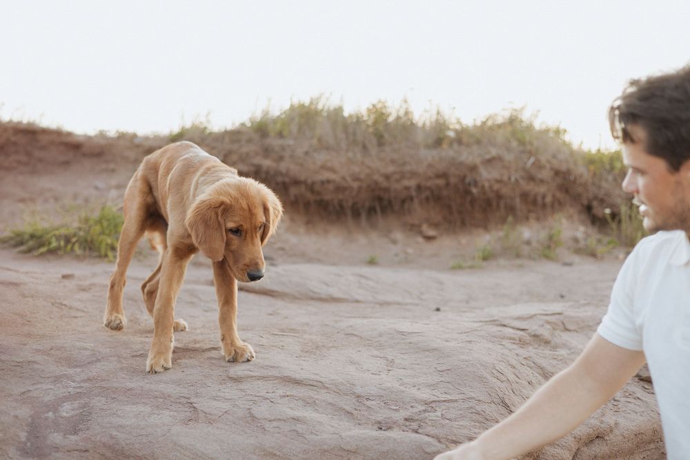 dog on rocky cliffs overlooking the ocean New Brunswick vacation photography, East coast Hopewell Rocks vacation photography sessions Alma