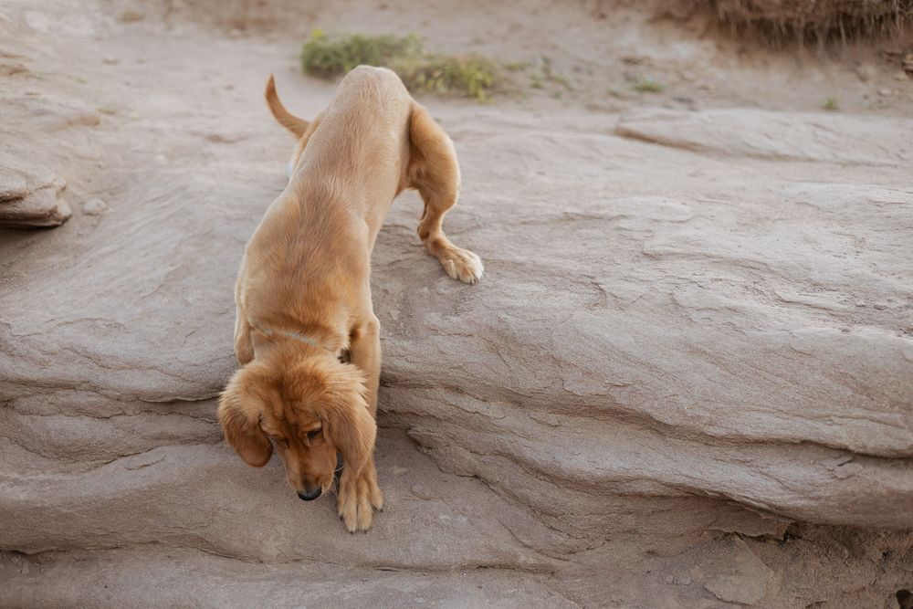 dog on rocky cliffs overlooking the ocean New Brunswick vacation photography, East coast Hopewell Rocks vacation photography sessions Alma