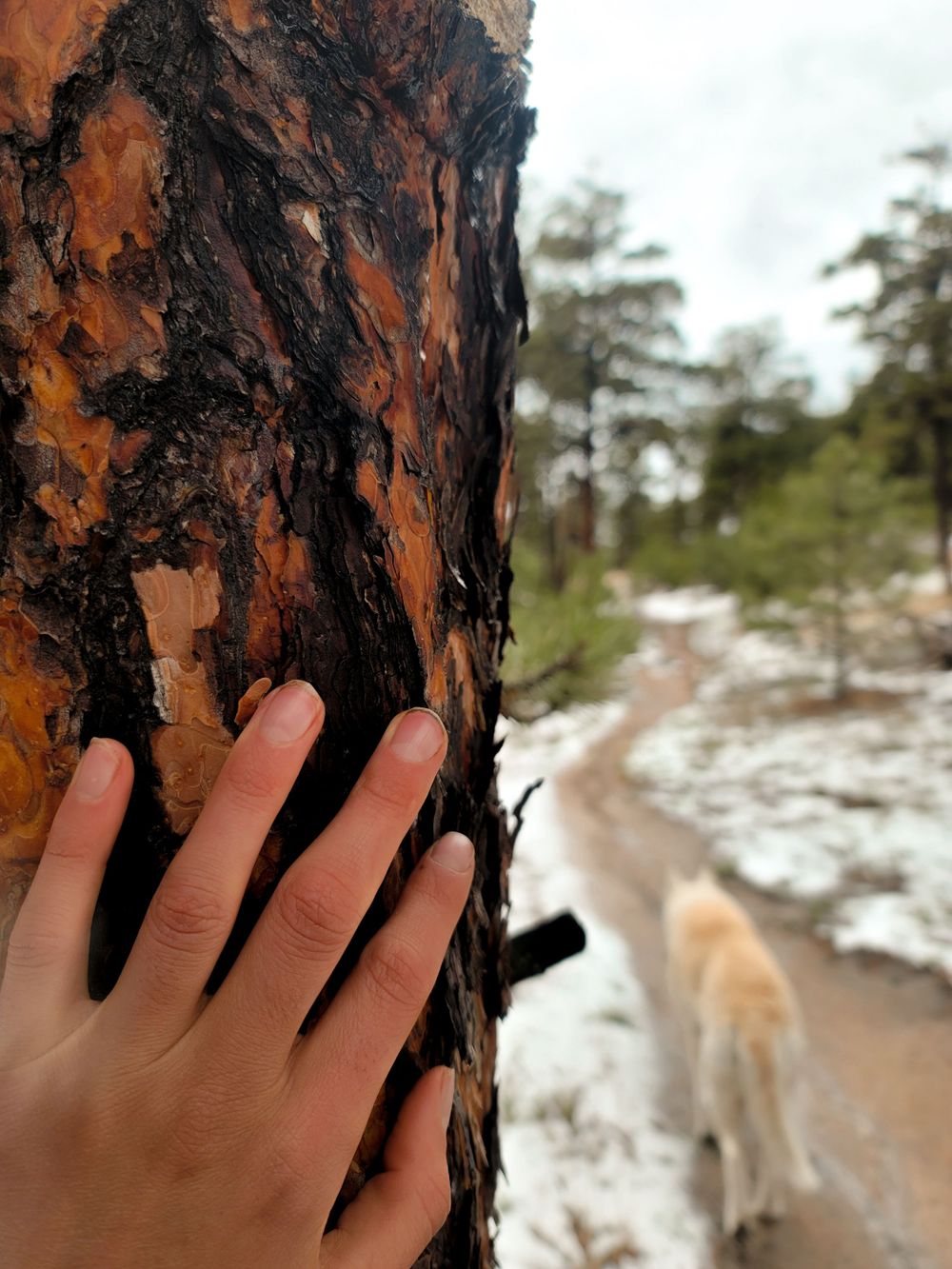 Hand touching rough reddish pine tree bark with snow in the background.