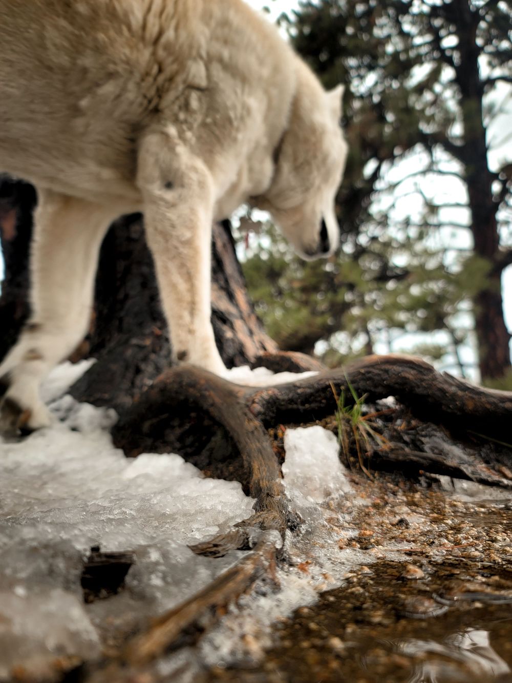 Dog paw stepping on snow-covered tree roots in a winter forest.