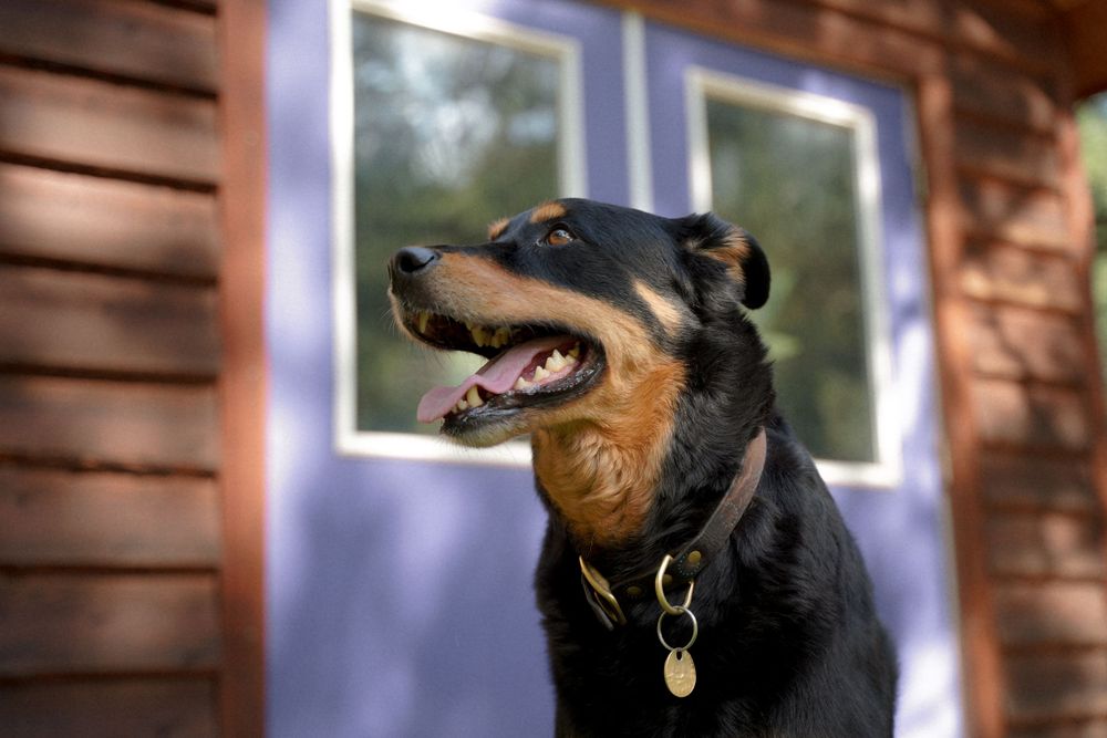 Black and tan dog with collar smiling at camera while sitting near rustic wooden wall and window.