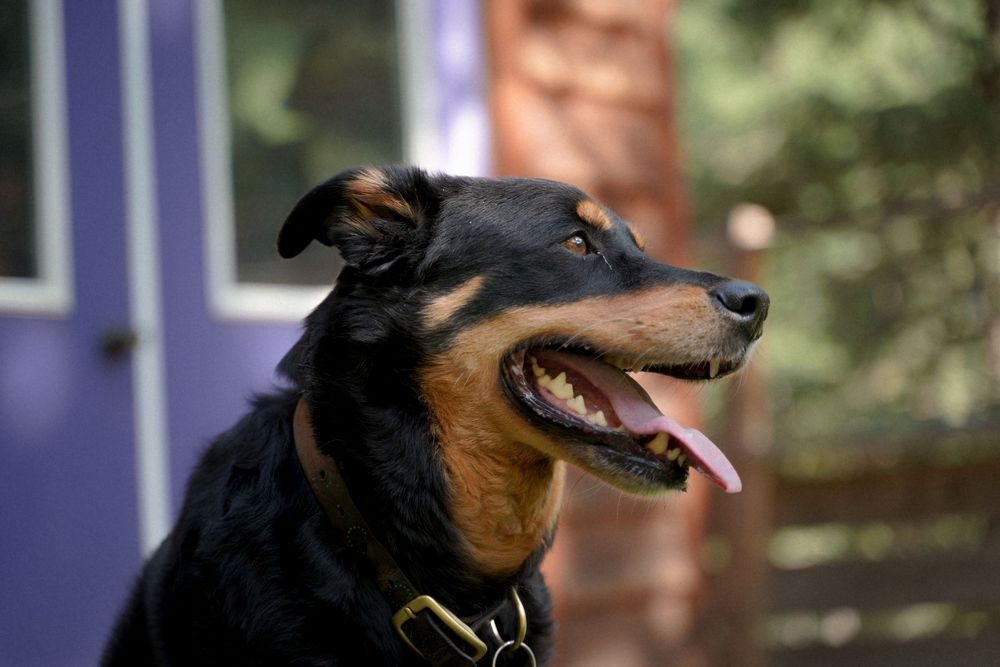 Close up photos showing a dog with dark brown and black fur making different expressions and yawning.