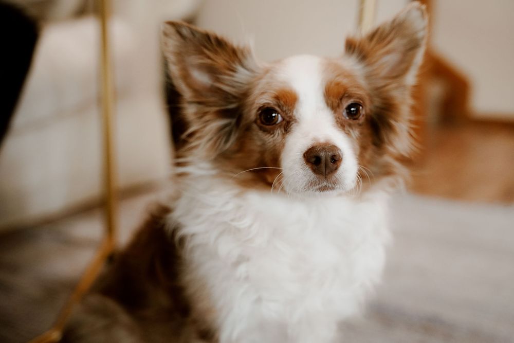 Fluffy brown and white Papillon dog gazes at camera showing distinctive butterfly-shaped ears and sweet expression.