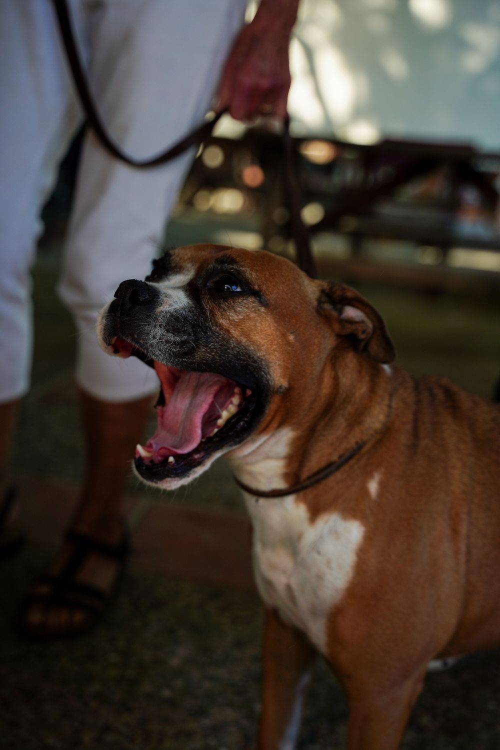 A brown and white boxer dog with an open mouth yawns or barks while on a leash outdoors.