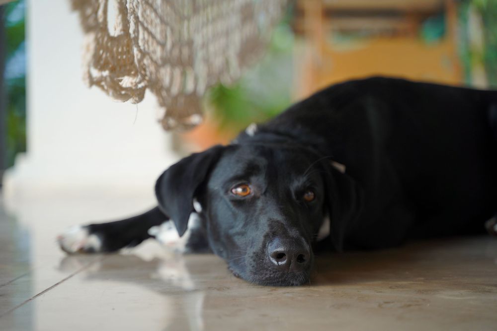A black dog with soulful eyes lies on the floor, looking directly at the camera with a soft expression.
